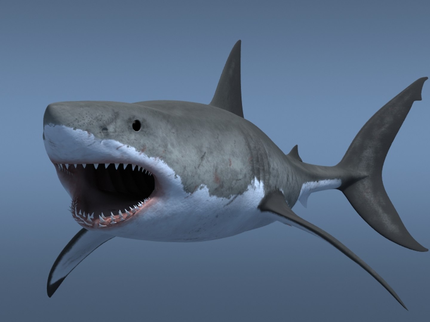 3ds max great white shark https://p.turbosquid.com/ts-thumb/zQ/ZEBYxH/aeDzxEXp/grtwht_009/jpg/1287692337/1920x1080/fit_q87/3f56dfa757329c9b54df3a18344046500d941bf5/grtwht_009.jpg