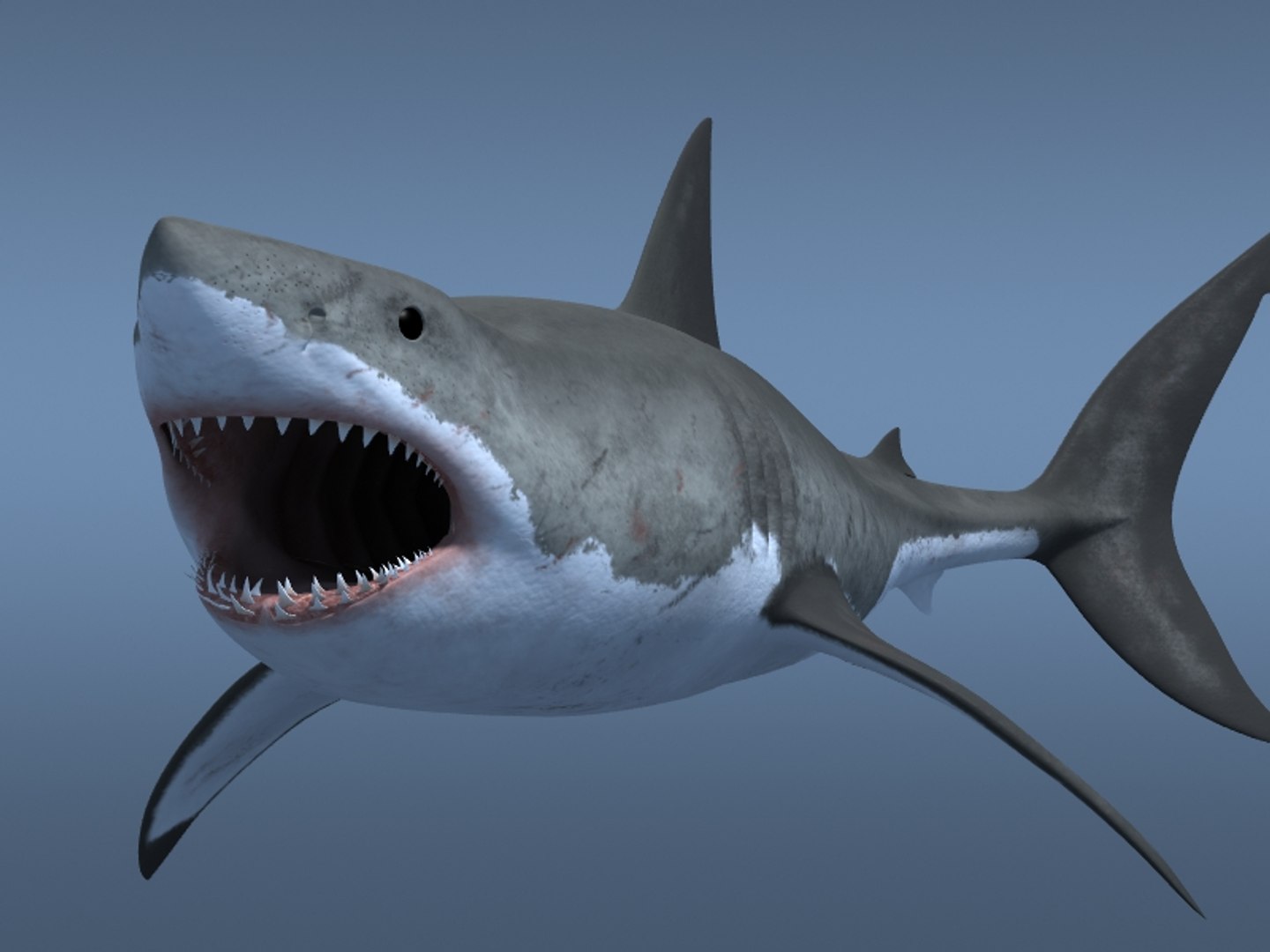 3ds max great white shark https://p.turbosquid.com/ts-thumb/zQ/ZEBYxH/eR7LkxMq/grtwht_010/jpg/1287692337/1920x1080/fit_q87/419199672ddfc168352bd1219a7e40145289d27b/grtwht_010.jpg