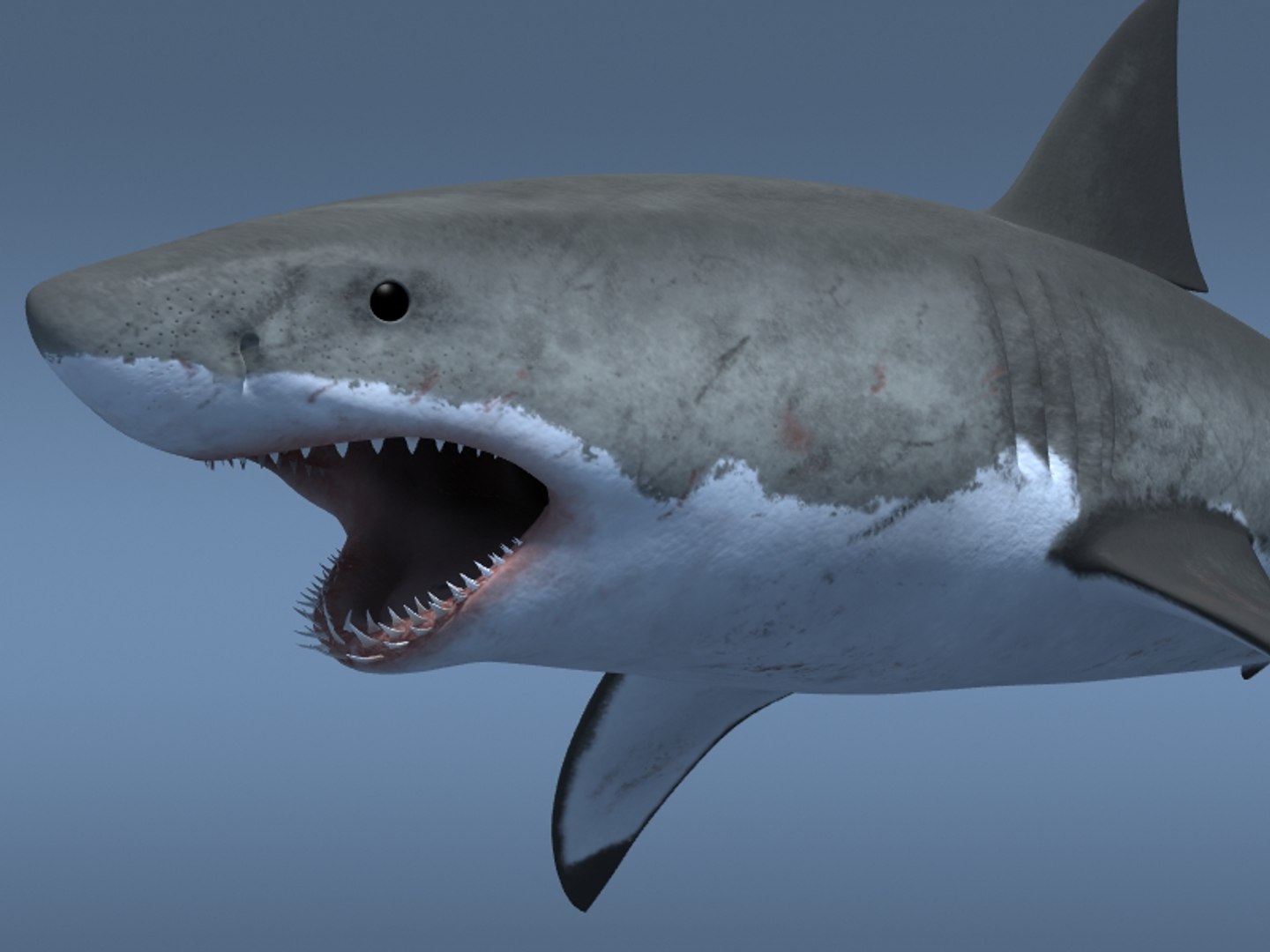 3ds max great white shark https://p.turbosquid.com/ts-thumb/zQ/ZEBYxH/fdPATjpM/grtwht_022/jpg/1287692337/1920x1080/fit_q87/704b84c40e0ce4819a7ddec9df3fb4614d9a0d9a/grtwht_022.jpg