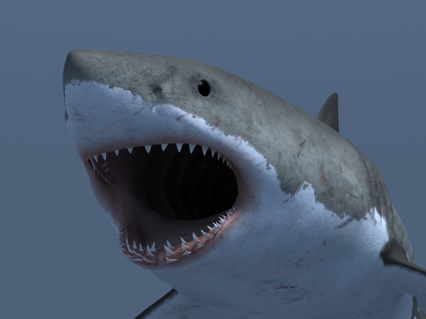 3ds max great white shark https://p.turbosquid.com/ts-thumb/zQ/ZEBYxH/hAXef9RO/grtwht_024/jpg/1287692337/1920x1080/fit_q87/b782957b3d5df9f80e534927683233b9cbf0a233/grtwht_024.jpg