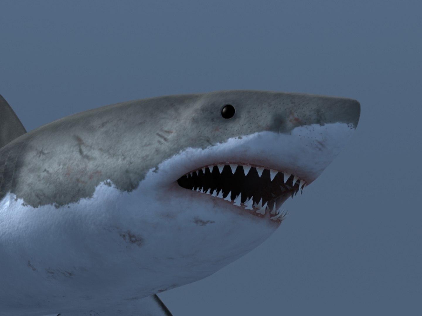 3ds max great white shark https://p.turbosquid.com/ts-thumb/zQ/ZEBYxH/hjyp97J4/grtwht_017/jpg/1287692337/1920x1080/fit_q87/0a11e043bd93b17d990be1debeca18be1fe82d79/grtwht_017.jpg