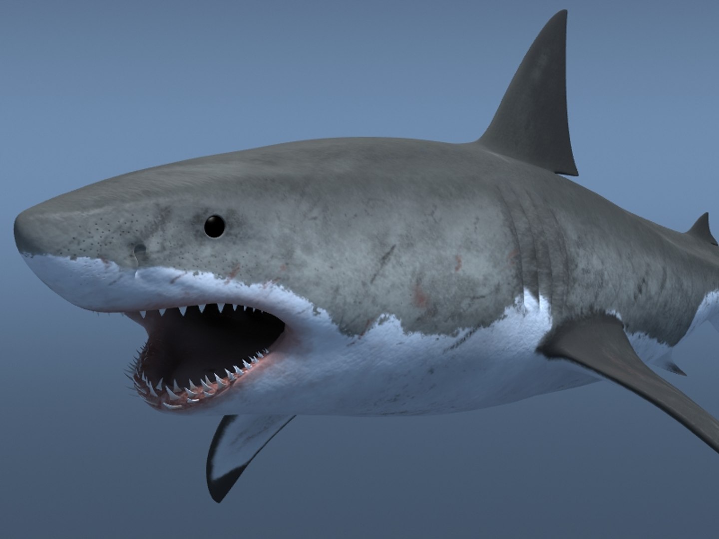 3ds max great white shark https://p.turbosquid.com/ts-thumb/zQ/ZEBYxH/imFZCdHi/grtwht_008/jpg/1287692337/1920x1080/fit_q87/2ac2b8479a879881fb09a45740fdc8f965978ef2/grtwht_008.jpg