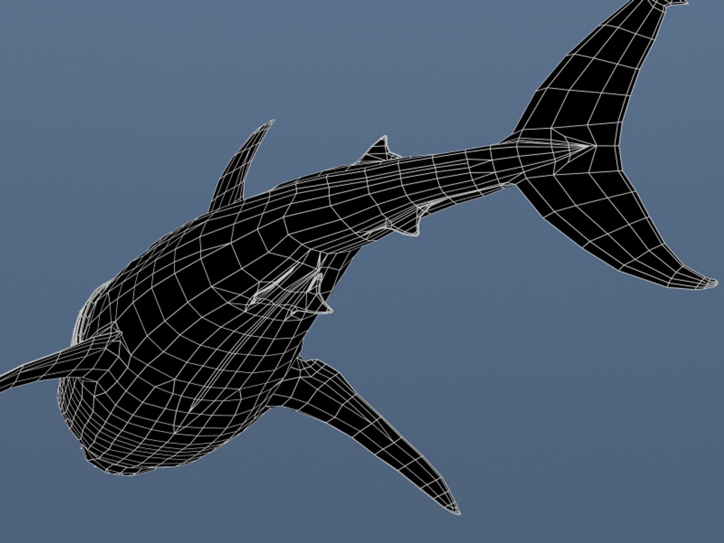 3ds max great white shark https://p.turbosquid.com/ts-thumb/zQ/ZEBYxH/lujkace5/grtwht_wire0_003/jpg/1287693059/1920x1080/fit_q87/8372118c5069a908c9cf70ca51a100a1fae43ea4/grtwht_wire0_003.jpg