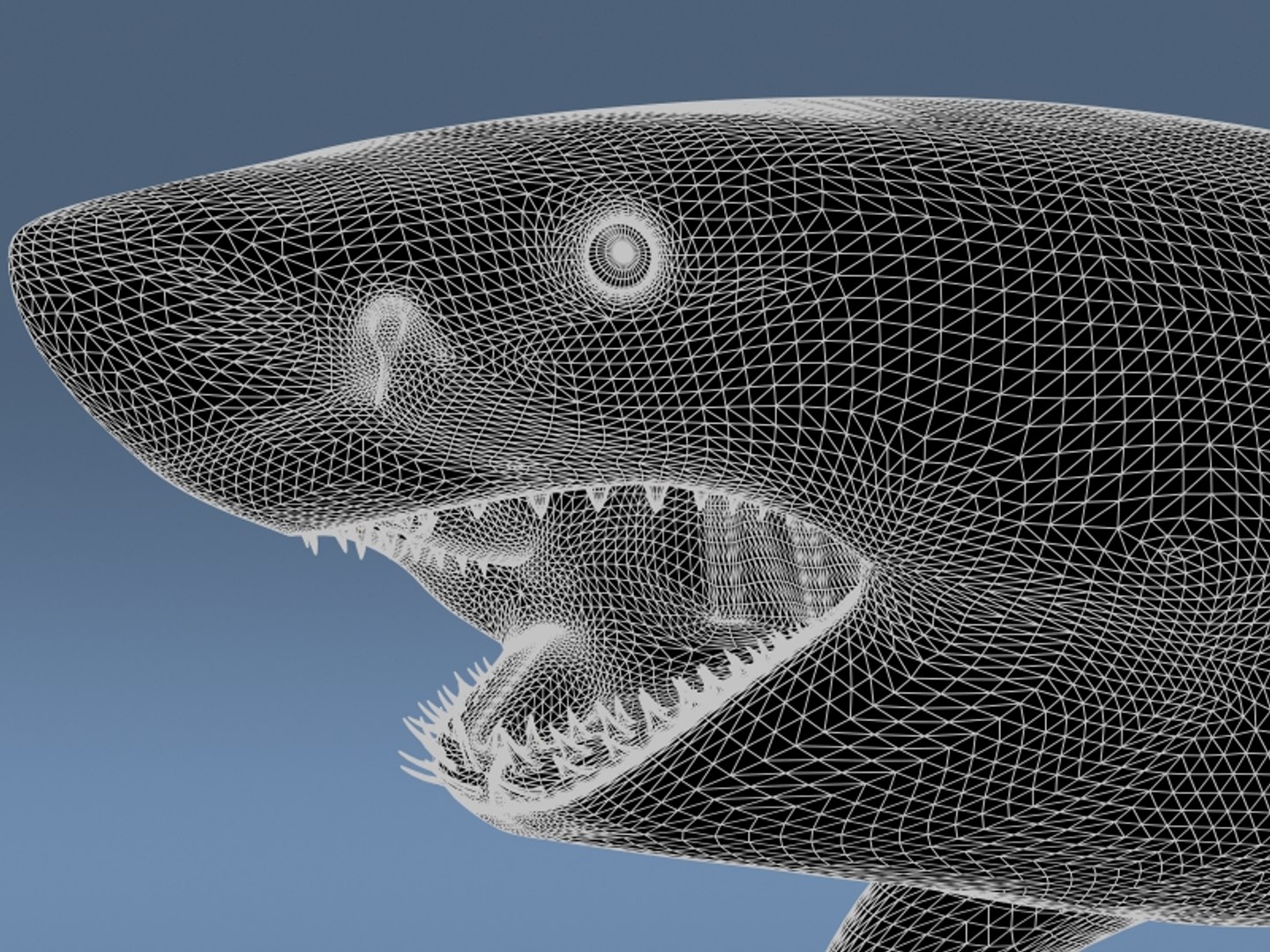 3ds max great white shark https://p.turbosquid.com/ts-thumb/zQ/ZEBYxH/q88Zuq7T/grtwht_wire_021/jpg/1287693124/1920x1080/fit_q87/01be01ff0479f3edff7fc4d515887f27e742ebf0/grtwht_wire_021.jpg