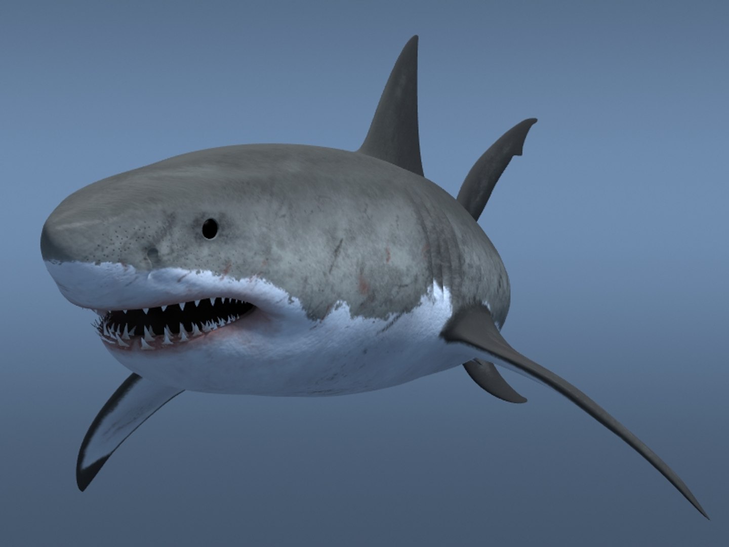 3ds max great white shark https://p.turbosquid.com/ts-thumb/zQ/ZEBYxH/tMJVFCpw/grtwht_019/jpg/1287692337/1920x1080/fit_q87/20ed053b4d517e8ebf473dd6bcf1d899a30841ae/grtwht_019.jpg