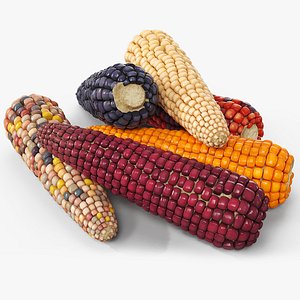 Mixed Maize Ears Without Husks Piled Fur