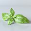 Basil