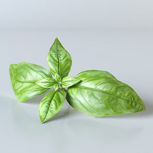 Basil