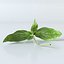 Basil