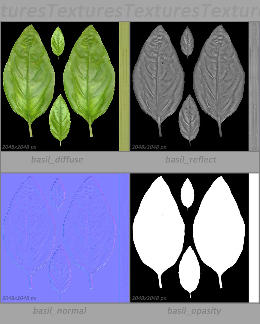 3ds basil https://p.turbosquid.com/ts-thumb/zQ/in4sW8/VvNwtP9z/6/jpg/1417360272/1920x1080/fit_q87/b6d53efb4a5762c7f5f39b4fa19e33f0ace46622/6.jpg