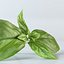Basil