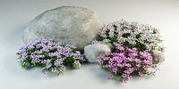 creeping phlox Phlox subulata