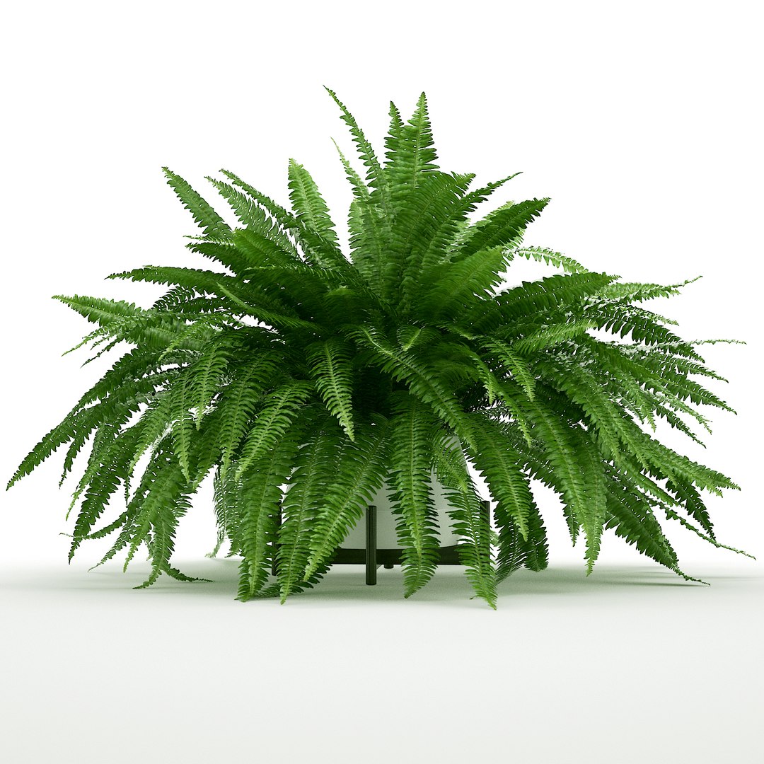 3D sword fern nephrolepis model https://p.turbosquid.com/ts-thumb/zQ/p9eePn/3RkRFSFW/3/jpg/1506521985/1920x1080/fit_q87/115f442dc48da439acb2cea4c73802062e3dc5bb/3.jpg