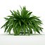 Sword Fern Nephrolepis Exaltata