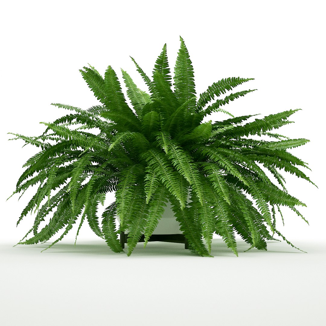 3D sword fern nephrolepis model https://p.turbosquid.com/ts-thumb/zQ/p9eePn/5NAExBpj/4/jpg/1506521985/1920x1080/fit_q87/c31365a47e08e295ff96aa60cac1e20617a39295/4.jpg