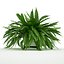 Sword Fern Nephrolepis Exaltata