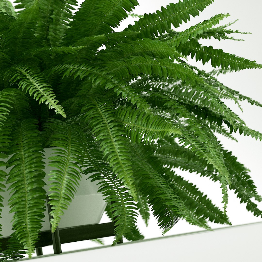 3D Sword Fern Nephrolepis Model - TurboSquid 1207408