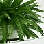 Sword Fern Nephrolepis Exaltata