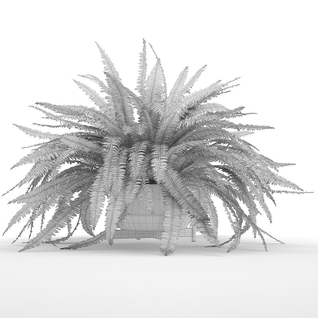 3D sword fern nephrolepis model https://p.turbosquid.com/ts-thumb/zQ/p9eePn/75qjD9eL/18/jpg/1506521985/1920x1080/fit_q87/f01f7a7f3fa12e564ccf09228d10c556076ce668/18.jpg