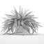 Sword Fern Nephrolepis Exaltata