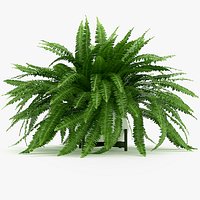 Sword Fern Nephrolepis Exaltata