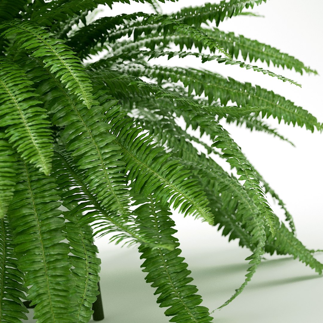 3D sword fern nephrolepis model https://p.turbosquid.com/ts-thumb/zQ/p9eePn/OdiG8hrO/11/jpg/1506521985/1920x1080/fit_q87/6d543bb3e89fc577eb82bcb997ee4bd0ee613464/11.jpg