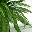 Sword Fern Nephrolepis Exaltata