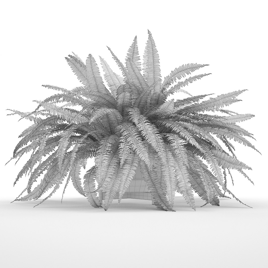 3D sword fern nephrolepis model https://p.turbosquid.com/ts-thumb/zQ/p9eePn/PmQeLfs7/20/jpg/1506521985/1920x1080/fit_q87/0468c6350905a88ce47a35574436c930d267392a/20.jpg