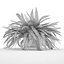 Sword Fern Nephrolepis Exaltata