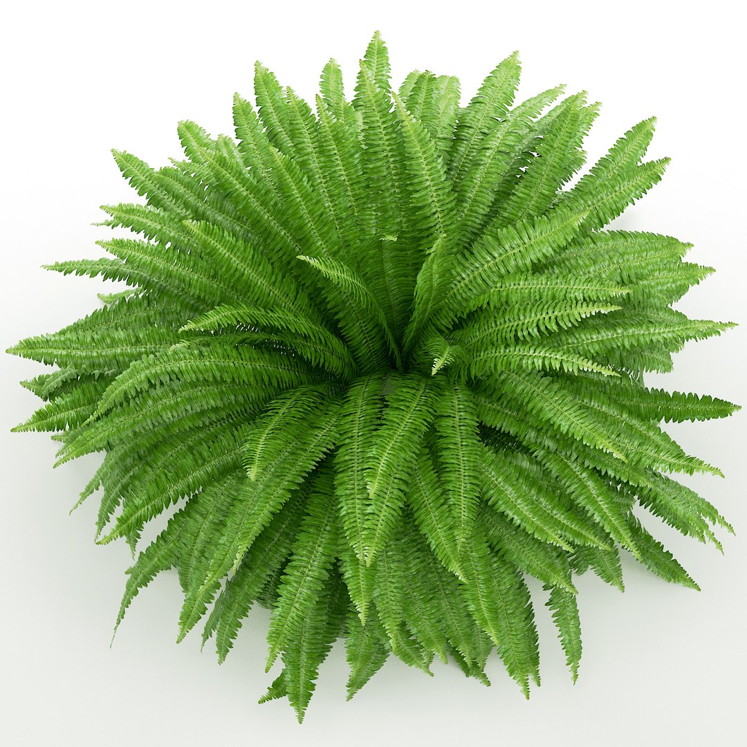 3D sword fern nephrolepis model https://p.turbosquid.com/ts-thumb/zQ/p9eePn/Twdesiev/5/jpg/1506521985/1920x1080/fit_q87/50887ec257b44087e8880c625732f4c9aab9e065/5.jpg
