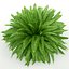 Sword Fern Nephrolepis Exaltata