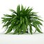 Sword Fern Nephrolepis Exaltata