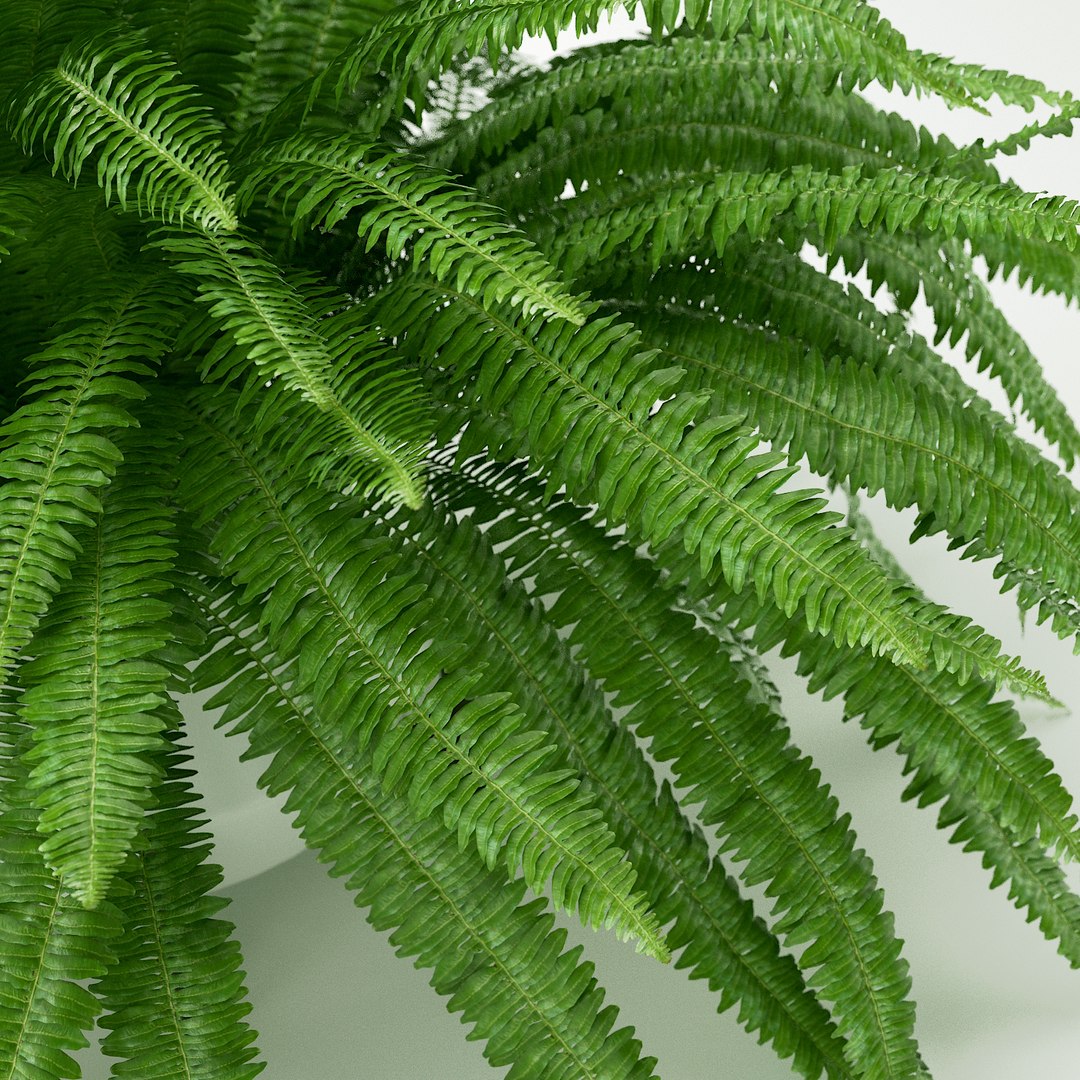 3D sword fern nephrolepis model https://p.turbosquid.com/ts-thumb/zQ/p9eePn/dQuzWTah/14/jpg/1506521985/1920x1080/fit_q87/b3b2985d765b14bd713c4fa61cb34bfbce98467f/14.jpg