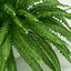 Sword Fern Nephrolepis Exaltata