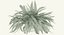 Sword Fern Nephrolepis Exaltata