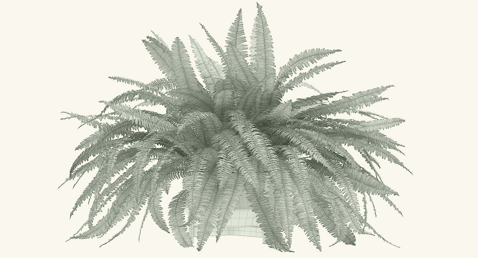 3D sword fern nephrolepis model https://p.turbosquid.com/ts-thumb/zQ/p9eePn/g2ti9cys/my_turntable/jpg/1506522021/1920x1080/turn_fit_q99/a751d811094e756be13e67af43cff803fc4f980a/my_turntable-1.jpg