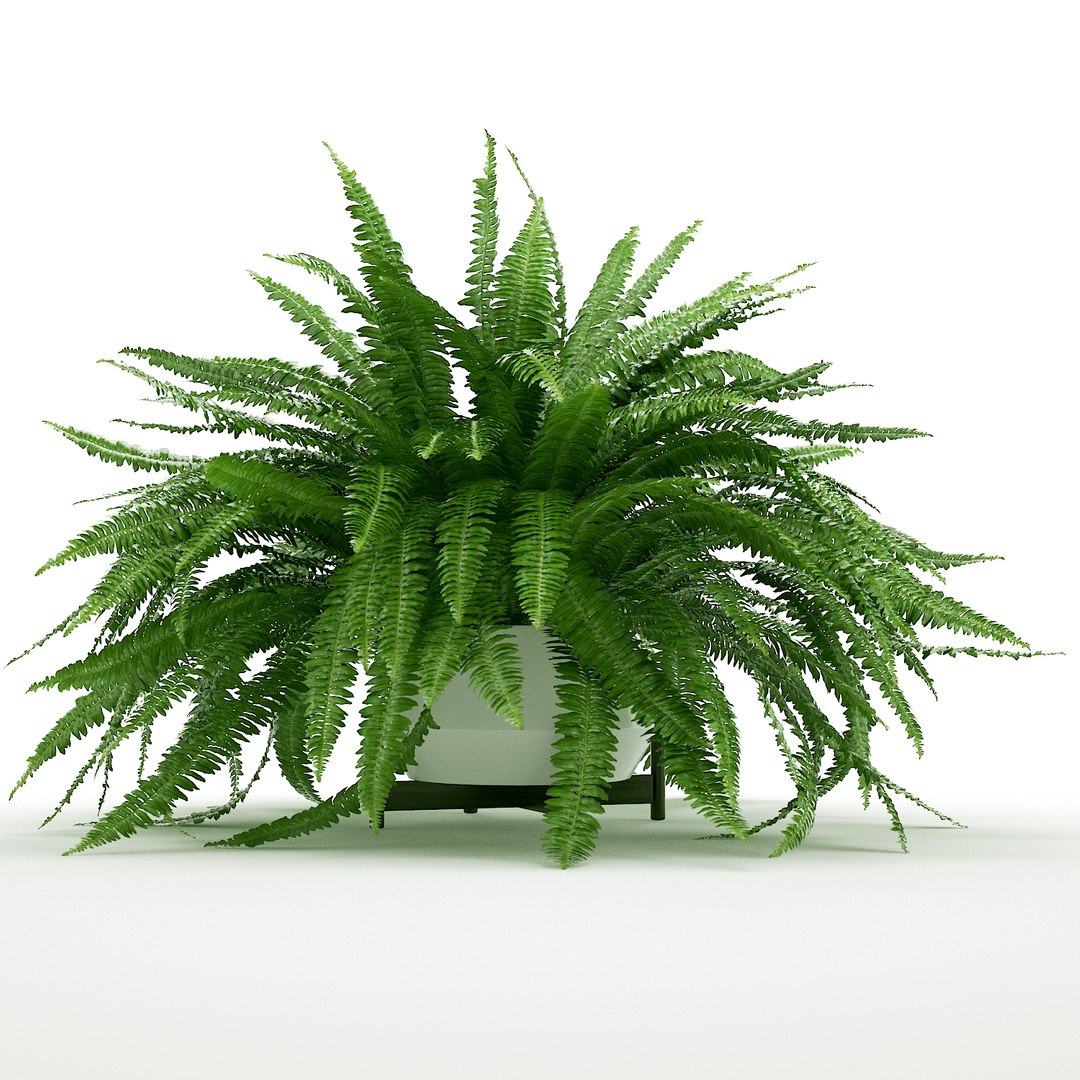 3D sword fern nephrolepis model https://p.turbosquid.com/ts-thumb/zQ/p9eePn/gEyPGnnT/2/jpg/1506521985/1920x1080/fit_q87/deff3dae964254e23015d4abcd2d0236a34dbb3f/2.jpg
