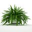 Sword Fern Nephrolepis Exaltata