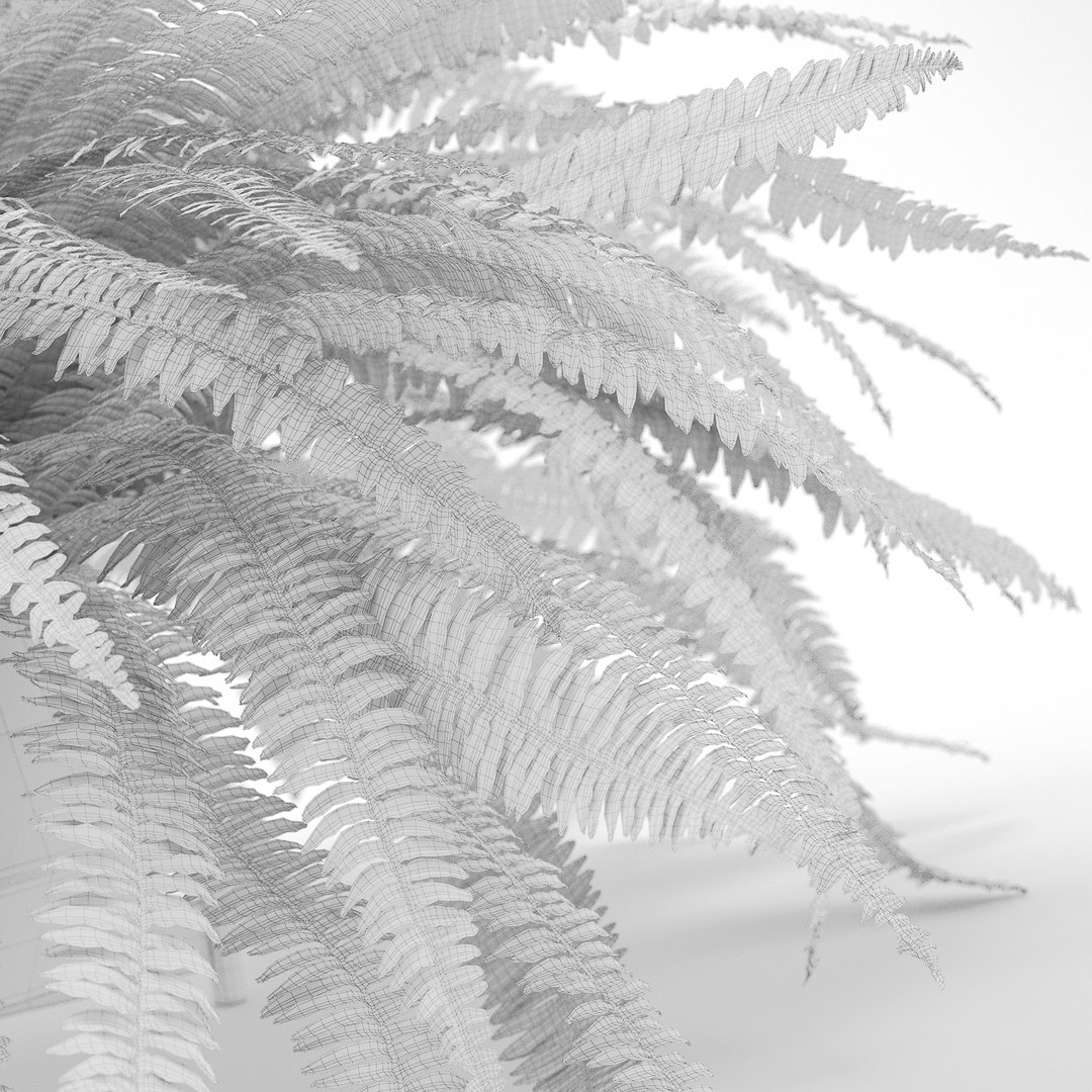 3D sword fern nephrolepis model https://p.turbosquid.com/ts-thumb/zQ/p9eePn/j46nSdv5/16/jpg/1506521985/1920x1080/fit_q87/211f3bc1e449ddfe21cf97b09623173416af41b6/16.jpg