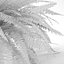 Sword Fern Nephrolepis Exaltata