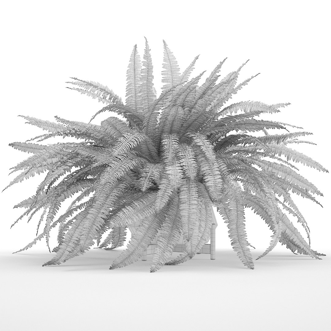 3D sword fern nephrolepis model https://p.turbosquid.com/ts-thumb/zQ/p9eePn/nwgguheU/17/jpg/1506521985/1920x1080/fit_q87/af56deb6d0b8a67188f679c1d468177e708ed4c5/17.jpg