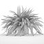 Sword Fern Nephrolepis Exaltata