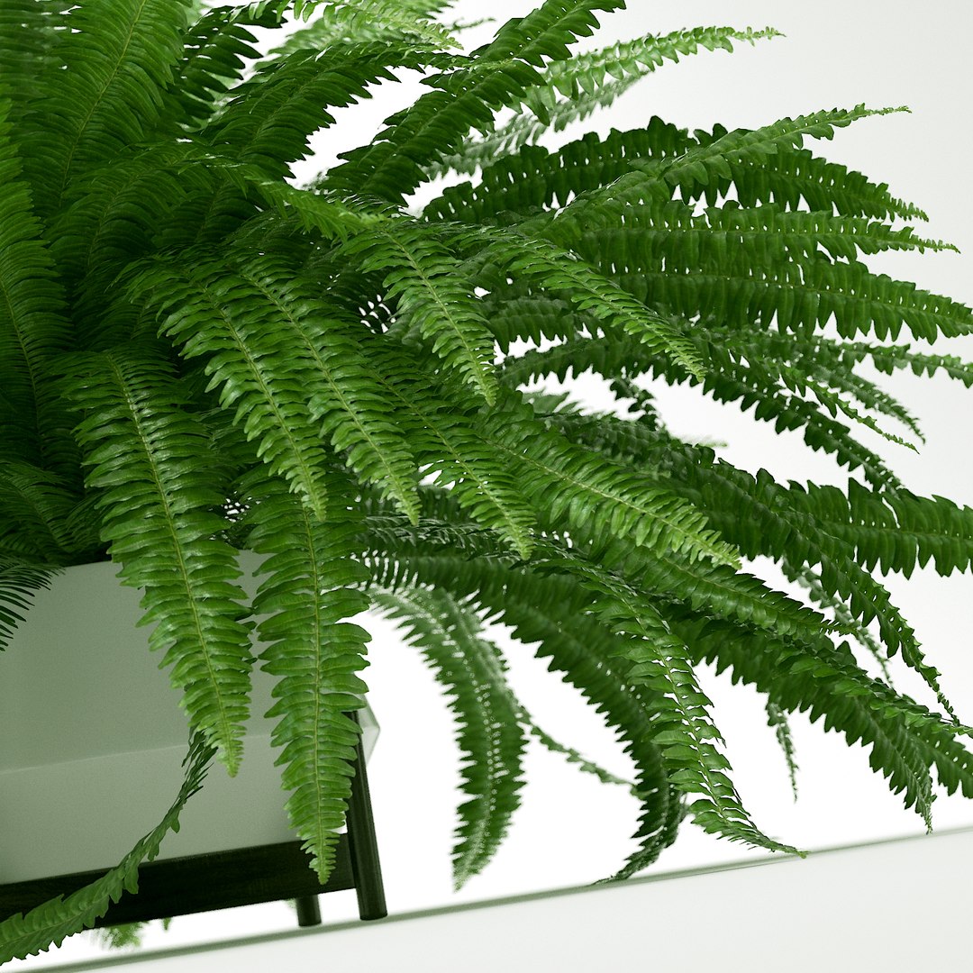 3D Sword Fern Nephrolepis Model - TurboSquid 1207408