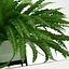 Sword Fern Nephrolepis Exaltata