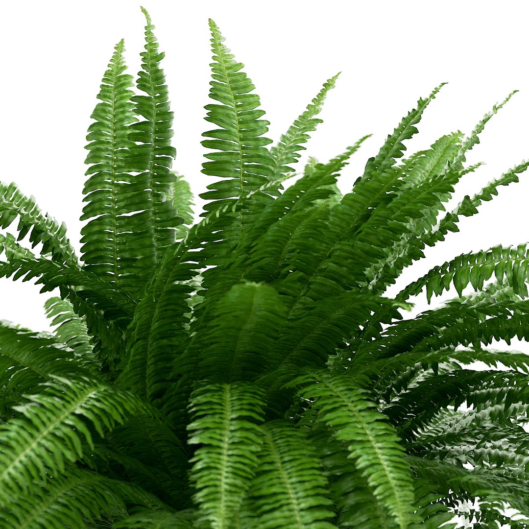 3D Sword Fern Nephrolepis Model - TurboSquid 1207408