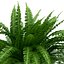 Sword Fern Nephrolepis Exaltata