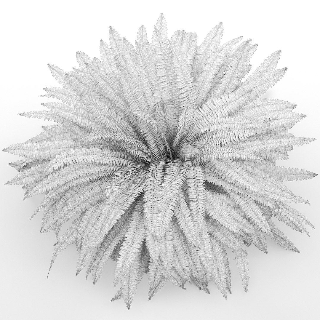 3D sword fern nephrolepis model https://p.turbosquid.com/ts-thumb/zQ/p9eePn/pjerQDHi/21/jpg/1506521985/1920x1080/fit_q87/31ef984fca15108ac24914ca0b5fb96b8aeadcf3/21.jpg