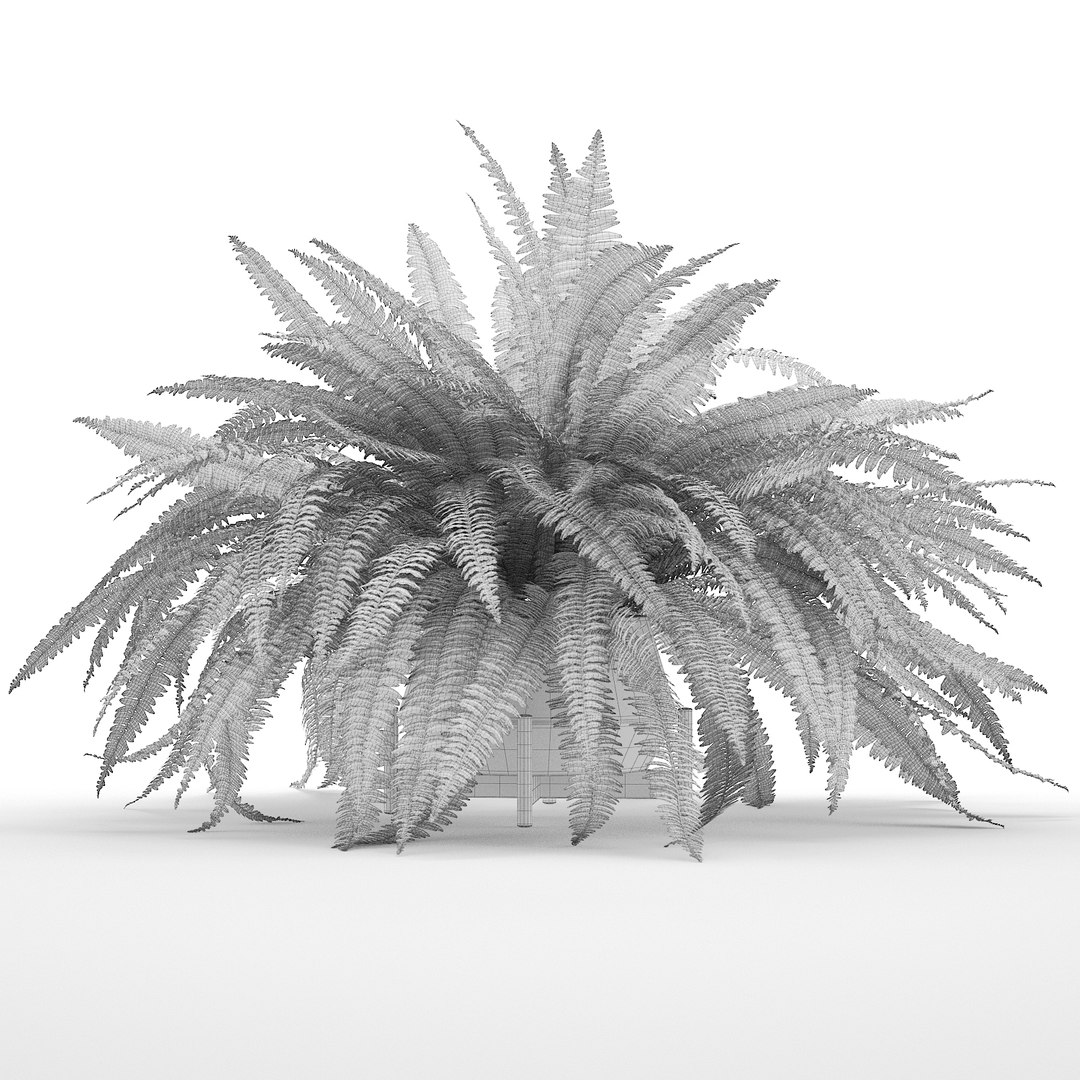 3D sword fern nephrolepis model https://p.turbosquid.com/ts-thumb/zQ/p9eePn/qF494yTB/19/jpg/1506521985/1920x1080/fit_q87/269384869878e2e75e59aaa1d332d2ad8fee912b/19.jpg