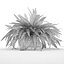 Sword Fern Nephrolepis Exaltata