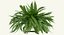 Sword Fern Nephrolepis Exaltata